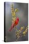 Northern cardinal in habitat.-Larry Ditto-Stretched Canvas