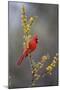 Northern cardinal in habitat.-Larry Ditto-Mounted Photographic Print