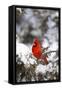 Northern Cardinal in Juniper Tree in Winter, Marion, Illinois, Usa-Richard ans Susan Day-Framed Stretched Canvas