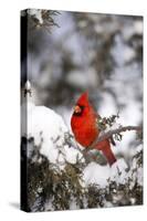 Northern Cardinal in Juniper Tree in Winter, Marion, Illinois, Usa-Richard ans Susan Day-Stretched Canvas