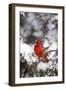 Northern Cardinal in Juniper Tree in Winter, Marion, Illinois, Usa-Richard ans Susan Day-Framed Photographic Print