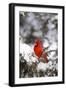 Northern Cardinal in Juniper Tree in Winter, Marion, Illinois, Usa-Richard ans Susan Day-Framed Photographic Print