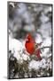 Northern Cardinal in Juniper Tree in Winter, Marion, Illinois, Usa-Richard ans Susan Day-Mounted Photographic Print