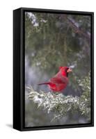Northern Cardinal in Keteleeri Juniper Tree, Marion, Illinois, Usa-Richard ans Susan Day-Framed Stretched Canvas