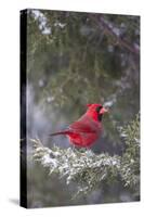 Northern Cardinal in Keteleeri Juniper Tree, Marion, Illinois, Usa-Richard ans Susan Day-Stretched Canvas