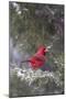 Northern Cardinal in Keteleeri Juniper Tree, Marion, Illinois, Usa-Richard ans Susan Day-Mounted Photographic Print