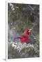 Northern Cardinal in Keteleeri Juniper Tree, Marion, Illinois, Usa-Richard ans Susan Day-Framed Premium Photographic Print