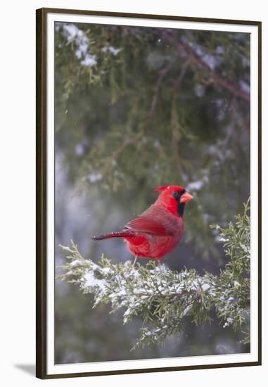 Northern Cardinal in Keteleeri Juniper Tree, Marion, Illinois, Usa-Richard ans Susan Day-Framed Premium Photographic Print