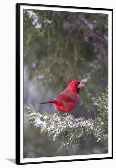 Northern Cardinal in Keteleeri Juniper Tree, Marion, Illinois, Usa-Richard ans Susan Day-Framed Premium Photographic Print