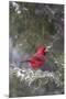 Northern Cardinal in Keteleeri Juniper Tree, Marion, Illinois, Usa-Richard ans Susan Day-Mounted Premium Photographic Print