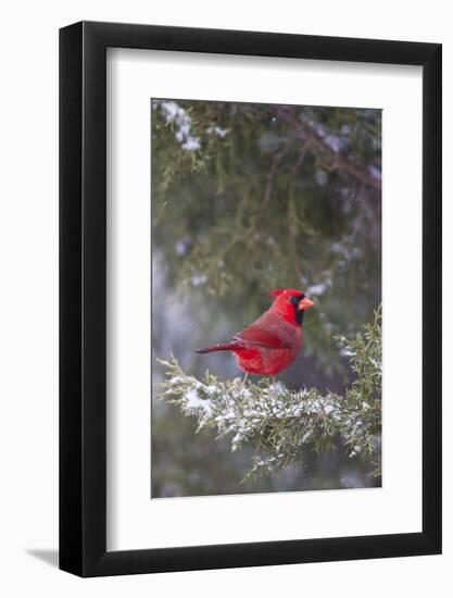 Northern Cardinal in Keteleeri Juniper Tree, Marion, Illinois, Usa-Richard ans Susan Day-Framed Photographic Print