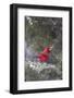 Northern Cardinal in Keteleeri Juniper Tree, Marion, Illinois, Usa-Richard ans Susan Day-Framed Photographic Print