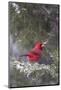 Northern Cardinal in Keteleeri Juniper Tree, Marion, Illinois, Usa-Richard ans Susan Day-Mounted Photographic Print