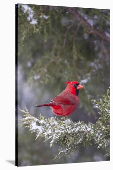 Northern Cardinal in Keteleeri Juniper Tree, Marion, Illinois, Usa-Richard ans Susan Day-Stretched Canvas