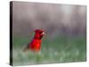 Northern Cardinal in Loup County, Nebraska, USA-Chuck Haney-Stretched Canvas