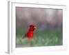 Northern Cardinal in Loup County, Nebraska, USA-Chuck Haney-Framed Photographic Print