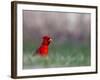 Northern Cardinal in Loup County, Nebraska, USA-Chuck Haney-Framed Photographic Print