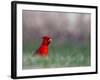 Northern Cardinal in Loup County, Nebraska, USA-Chuck Haney-Framed Photographic Print