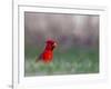 Northern Cardinal in Loup County, Nebraska, USA-Chuck Haney-Framed Photographic Print