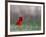 Northern Cardinal in Loup County, Nebraska, USA-Chuck Haney-Framed Photographic Print