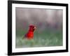 Northern Cardinal in Loup County, Nebraska, USA-Chuck Haney-Framed Photographic Print