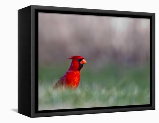 Northern Cardinal in Loup County, Nebraska, USA-Chuck Haney-Framed Stretched Canvas