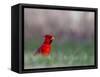 Northern Cardinal in Loup County, Nebraska, USA-Chuck Haney-Framed Stretched Canvas