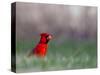 Northern Cardinal in Loup County, Nebraska, USA-Chuck Haney-Stretched Canvas