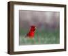 Northern Cardinal in Loup County, Nebraska, USA-Chuck Haney-Framed Photographic Print