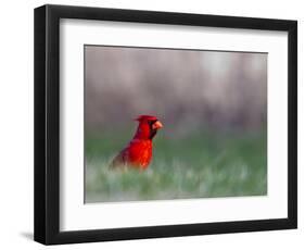 Northern Cardinal in Loup County, Nebraska, USA-Chuck Haney-Framed Photographic Print