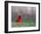 Northern Cardinal in Loup County, Nebraska, USA-Chuck Haney-Framed Photographic Print