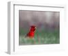 Northern Cardinal in Loup County, Nebraska, USA-Chuck Haney-Framed Photographic Print