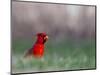 Northern Cardinal in Loup County, Nebraska, USA-Chuck Haney-Mounted Photographic Print