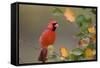 Northern Cardinal in Serviceberry Bush in Fall, Marion, Illinois, Usa-Richard ans Susan Day-Framed Stretched Canvas