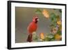 Northern Cardinal in Serviceberry Bush in Fall, Marion, Illinois, Usa-Richard ans Susan Day-Framed Photographic Print