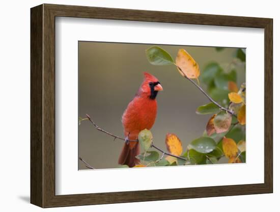 Northern Cardinal in Serviceberry Bush in Fall, Marion, Illinois, Usa-Richard ans Susan Day-Framed Photographic Print