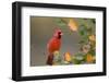 Northern Cardinal in Serviceberry Bush in Fall, Marion, Illinois, Usa-Richard ans Susan Day-Framed Photographic Print