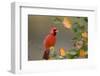 Northern Cardinal in Serviceberry Bush in Fall, Marion, Illinois, Usa-Richard ans Susan Day-Framed Photographic Print