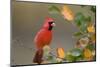 Northern Cardinal in Serviceberry Bush in Fall, Marion, Illinois, Usa-Richard ans Susan Day-Mounted Photographic Print