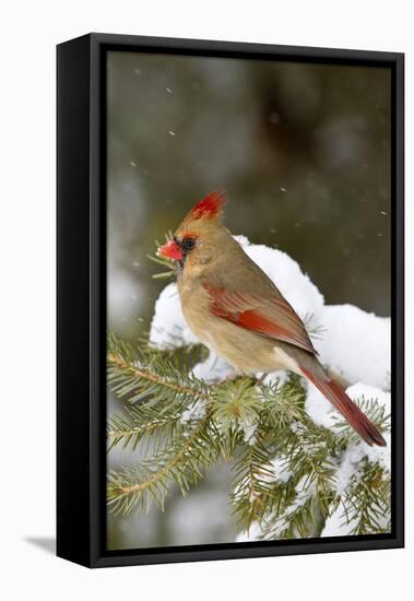 Northern Cardinal in Spruce Tree in Winter, Marion, Illinois, Usa-Richard ans Susan Day-Framed Stretched Canvas