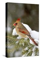 Northern Cardinal in Spruce Tree in Winter, Marion, Illinois, Usa-Richard ans Susan Day-Stretched Canvas