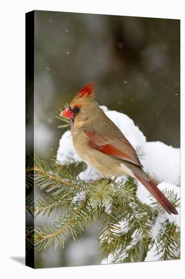 Northern Cardinal in Spruce Tree in Winter, Marion, Illinois, Usa-Richard ans Susan Day-Stretched Canvas