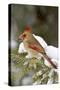 Northern Cardinal in Spruce Tree in Winter, Marion, Illinois, Usa-Richard ans Susan Day-Stretched Canvas