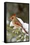 Northern Cardinal in Spruce Tree in Winter, Marion, Illinois, Usa-Richard ans Susan Day-Framed Stretched Canvas