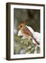 Northern Cardinal in Spruce Tree in Winter, Marion, Illinois, Usa-Richard ans Susan Day-Framed Photographic Print