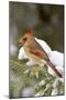 Northern Cardinal in Spruce Tree in Winter, Marion, Illinois, Usa-Richard ans Susan Day-Mounted Photographic Print