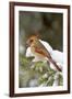 Northern Cardinal in Spruce Tree in Winter, Marion, Illinois, Usa-Richard ans Susan Day-Framed Photographic Print