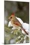 Northern Cardinal in Spruce Tree in Winter, Marion, Illinois, Usa-Richard ans Susan Day-Mounted Photographic Print