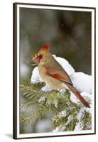 Northern Cardinal in Spruce Tree in Winter, Marion, Illinois, Usa-Richard ans Susan Day-Framed Premium Photographic Print