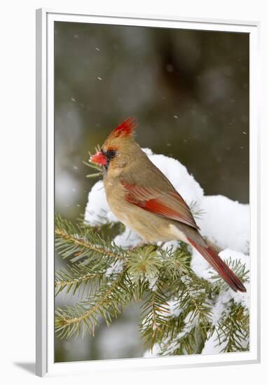 Northern Cardinal in Spruce Tree in Winter, Marion, Illinois, Usa-Richard ans Susan Day-Framed Premium Photographic Print